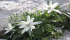 images/sampledata/gall_terri/parco/4stella_alpina.png